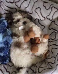 little Maltipoo puppy